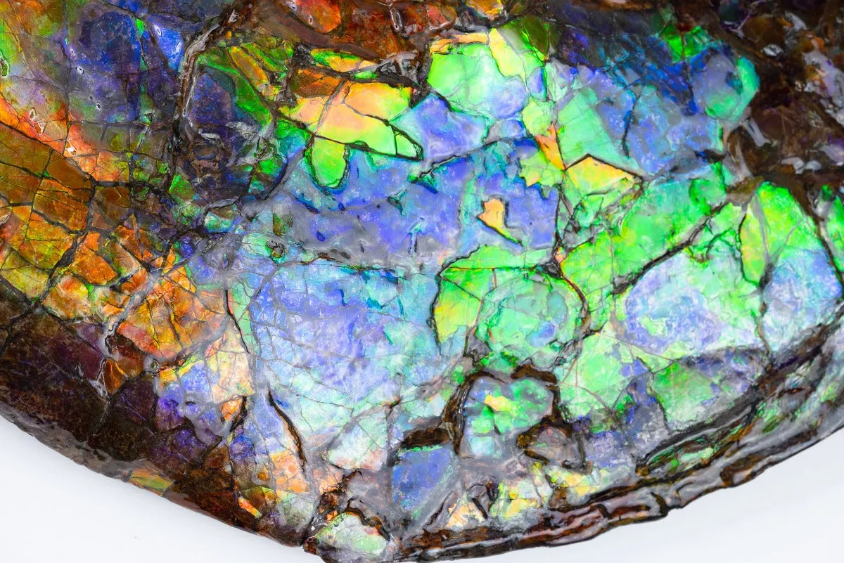 Iridescent Ammonite with Stunning Blue - 19"