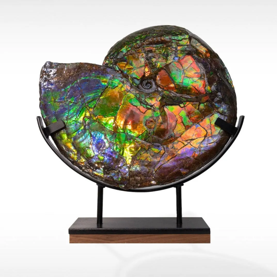 Iridescent Ammonite with Stunning Blue - 19"