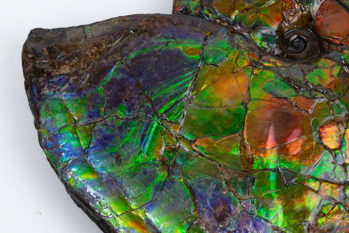 Iridescent Ammonite with Stunning Blue - 19"