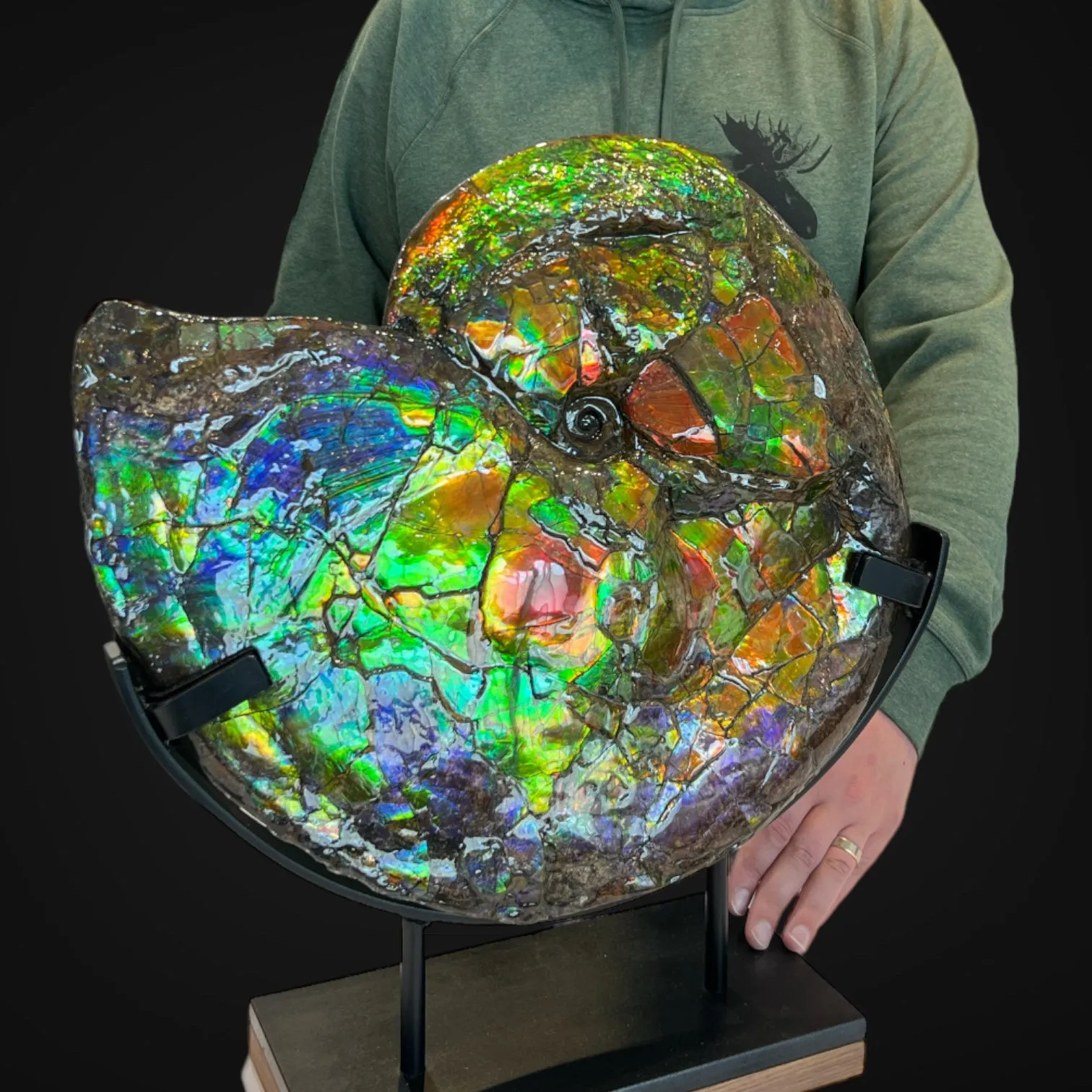 Iridescent Ammonite with Stunning Blue - 19"