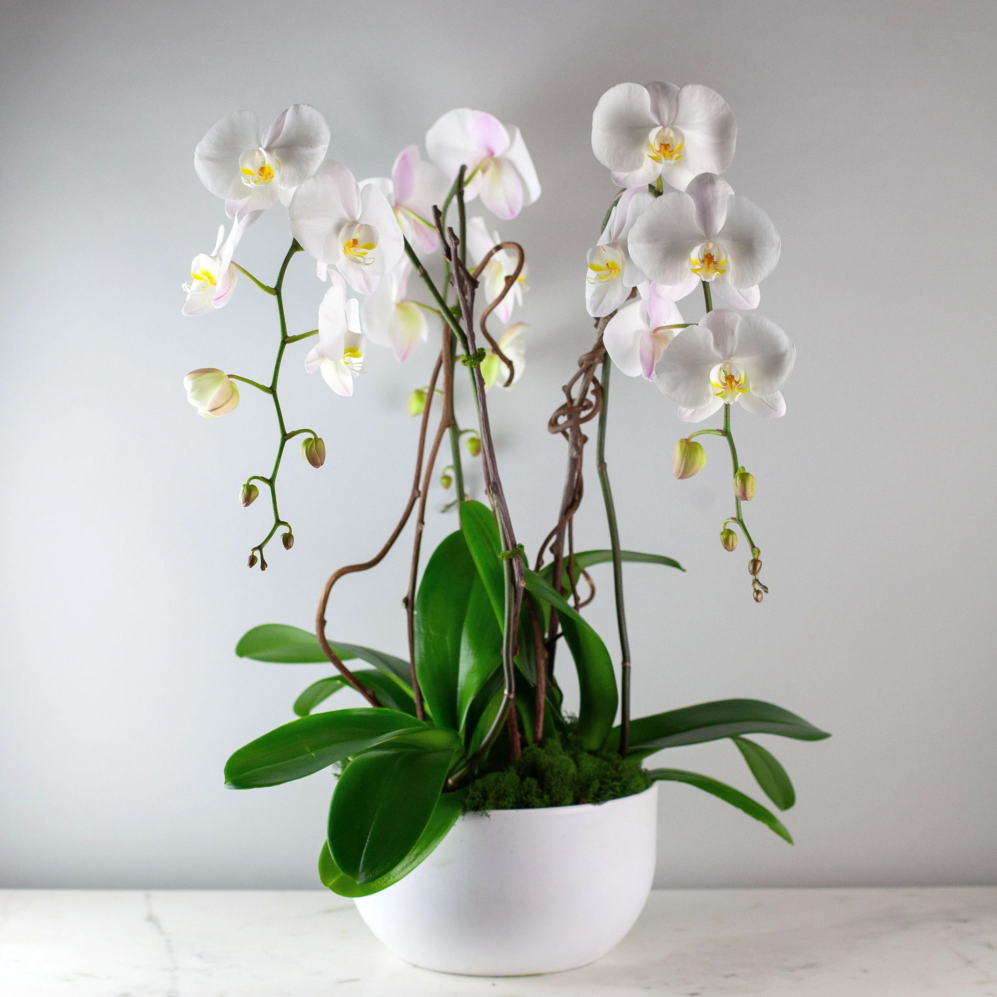 Stunning White Waterfall Orchids Premium